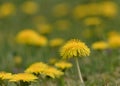 Taraxacum officinale as a dandelion or common dandelion . In Polish it is known as \