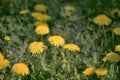 Taraxacum officinale as a dandelion or common dandelion . In Polish it is known as \