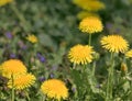 Taraxacum officinale as a dandelion or common dandelion . In Polish it is known as \