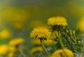 Taraxacum officinale as a dandelion or common dandelion . In Polish it is known as \