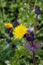 Dandelion flowers aka Taraxacum officinale in nature in spring Royalty Free Stock Photo