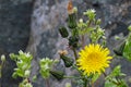 Dandelion flowers aka Taraxacum officinale in nature in spring Royalty Free Stock Photo