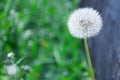 Taraxacum officinale - common dandelion - puff- Senecio vulgaris - groundsel flower plant