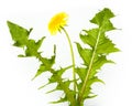 Taraxacum officinale, Dandelion Royalty Free Stock Photo