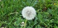 Taraxacum officinale,Dandelion,Close up Royalty Free Stock Photo