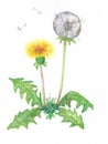 Taraxacum officinale - dandelion