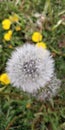 Taraxacum officinale Royalty Free Stock Photo