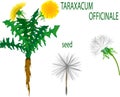 Taraxacum Officinale