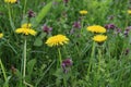 Taraxacum officinale. Lamium purpureum, commonly known as dead nettle. Royalty Free Stock Photo