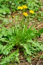 Taraxacum officinale plant