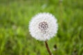 Taraxacum Royalty Free Stock Photo