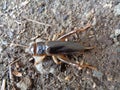 Tarbinskiellus portentosus or Brachytrupes portentosus big head cricket, large brown cricket, short-tail cricket, gangsir, gasir Royalty Free Stock Photo