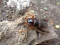 Tarbinskiellus portentosus or Brachytrupes portentosus big head cricket, large brown cricket, short-tail cricket, gangsir, gasir Royalty Free Stock Photo