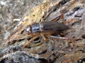 Tarbinskiellus portentosus or Brachytrupes portentosus big head cricket, large brown cricket, short-tail cricket, gangsir, gasir Royalty Free Stock Photo