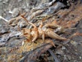 Tarbinskiellus portentosus or Brachytrupes portentosus big head cricket, large brown cricket, short-tail cricket, gangsir, gasir