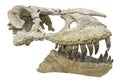 Tarbosaurus bataar Royalty Free Stock Photo