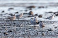 Tarcoles beach with water birds Franklins gull, Costa Rica Royalty Free Stock Photo