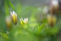 Tarda tulip, Botanical tulip, Tulipa tarda Royalty Free Stock Photo