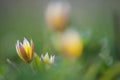 Tarda tulip, Botanical tulip, Tulipa tarda Royalty Free Stock Photo
