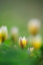Tarda tulip, Botanical tulip, Tulipa tarda Royalty Free Stock Photo