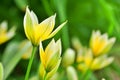 Tarda tulip Royalty Free Stock Photo