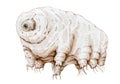 Tardigrade microscopic grachic illustration. Hand drawn water bear zoology smallest animal. Sepia ink image of animalcule, perfect