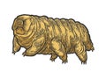 Tardigrade water bear sketch engraving vector