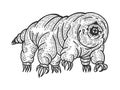 Tardigrade water bear sketch engraving vector