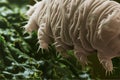 Tardigrade, water bears or moss piglets