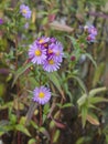 Tardy lilac flowers