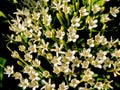 Tarenna wallichii flower Royalty Free Stock Photo