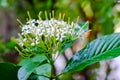 Tarenna wallichii flower