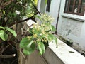 Tarenna wallichii or Ixora wallichii flower are blooming. Royalty Free Stock Photo