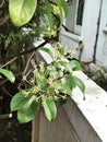 Tarenna wallichii or Ixora wallichii flower are blooming.