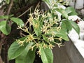 Tarenna wallichii or Ixora wallichii flower are blooming.