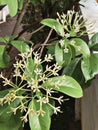 Tarenna wallichii or Ixora wallichii flower are blooming.