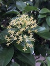 Tarenna wallichii or Tarenna fragrans flower.