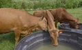 Tarentaise cows drinking in trough