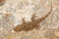 Tarentola mauritanica, Moorish Wall Gecko, lizard from Gargano, Italy. Animal in the habitat, white rock in hot sunny dat. Widlife Royalty Free Stock Photo