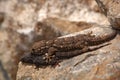 Tarentola mauritanica, Moorish Wall Gecko, lizard from Gargano, Italy. MAle and female Mating Animals in the habitat, white rock i Royalty Free Stock Photo