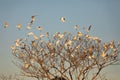 Massive flock of Cattle Egrets, Bonito, Mato Grosso do Sul Royalty Free Stock Photo