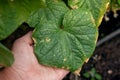 Target leaf spot disease on cucumber. cucumber plant affected by diseases in garden or greenhouse