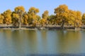 The tarim river in iminqak Royalty Free Stock Photo