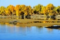 The tarim river in iminqak Royalty Free Stock Photo