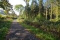 Tarka Trail at Pencleave Wood 1 Royalty Free Stock Photo