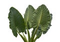 Taro Alocasia species, tropical rainforest foliage garden plant isolated on Royalty Free Stock Photo