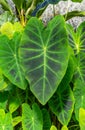 Taro, coco yam, or Eddoe (Colocasia esculenta) Royalty Free Stock Photo