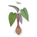 Taro colocasia esculenta, medicinal plant Royalty Free Stock Photo