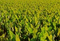 Taro Colocasia esculenta is a root vegetable Royalty Free Stock Photo