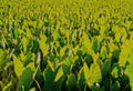 Taro Colocasia esculenta is a root vegetable Royalty Free Stock Photo